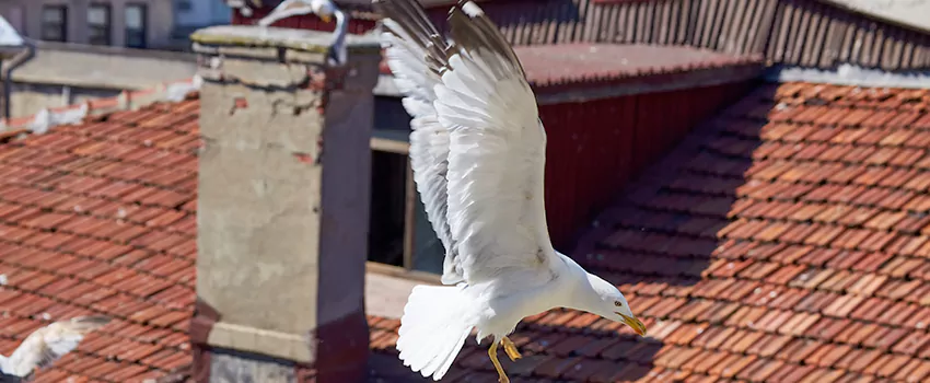 Residential Chimney Animal Removal Solution in Cudahy, CA